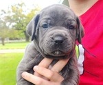 Small Photo #13 Cane Corso Puppy For Sale in WEST MONROE, LA, USA