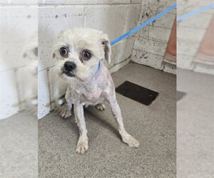 Shih Tzu Dogs for adoption in San Bernardino, CA, USA