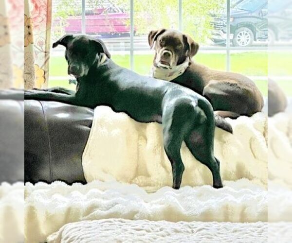 Medium Photo #11 Mutt Puppy For Sale in Fargo, ND, USA