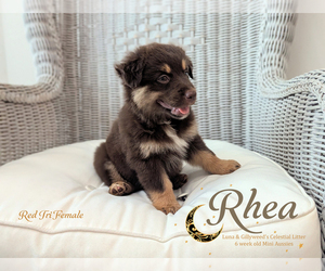 Miniature Australian Shepherd Puppy for sale in SARASOTA, FL, USA