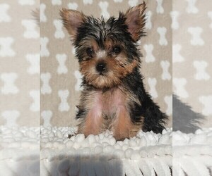 Yorkshire Terrier Puppy for sale in MARTINSVILLE, IN, USA