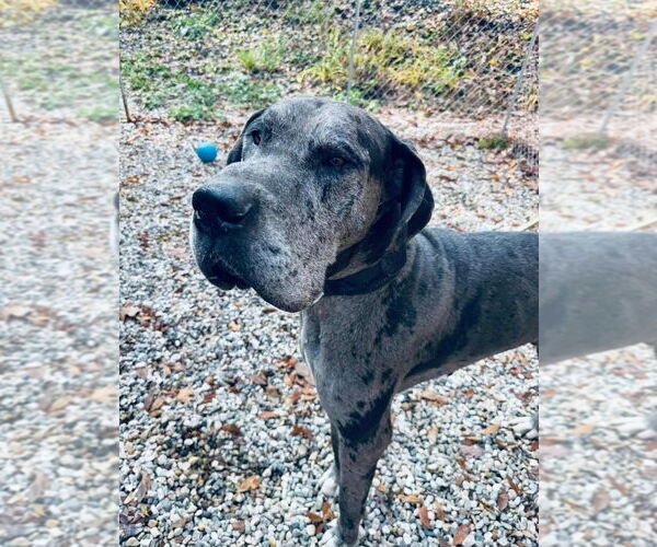 Medium Photo #1 Great Dane Puppy For Sale in Bullard, TX, USA