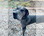Small Great Dane
