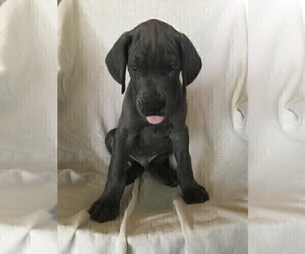 Medium Photo #3 Great Dane Puppy For Sale in LAKE WALES, FL, USA