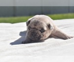 Maple - Female Pug Puppy for Sale - Photo #11