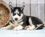 Small #1 Siberian Husky