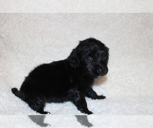 Dachshund Puppy for sale in BLOOMINGTON, IN, USA