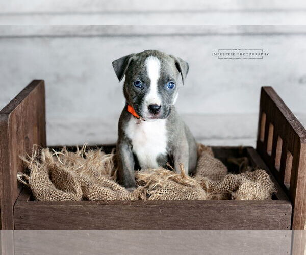 Medium Photo #3 American Pit Bull Terrier Puppy For Sale in Rockville, MD, USA