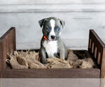 Small #2 American Pit Bull Terrier