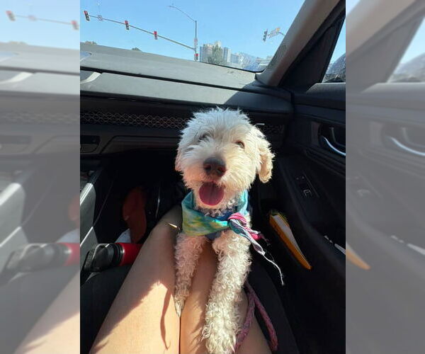 Medium Photo #3 Poochon Puppy For Sale in San Diego , CA, USA