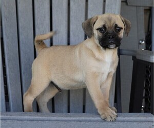 English Bulldog-Puggle Mix Puppy for sale in FREDERICKSBG, OH, USA