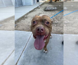 Mutt Dogs for adoption in Las Vegas, NV, USA