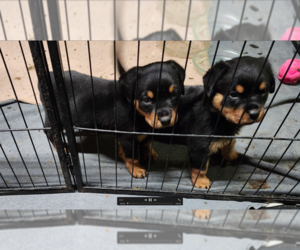 Rottweiler Puppy for sale in ROSEBURG, OR, USA
