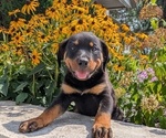 Small #3 Rottweiler