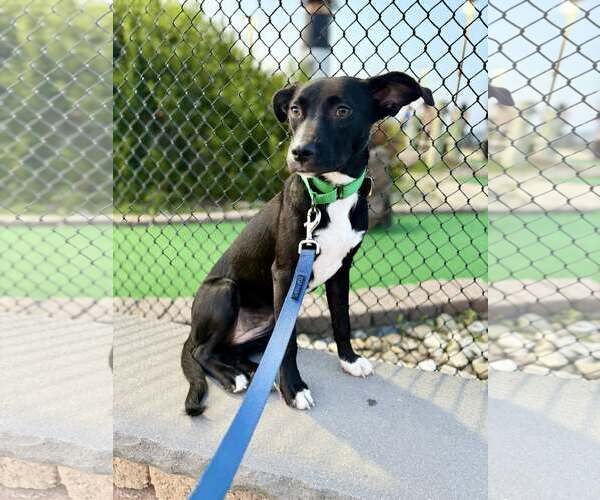 Medium Photo #14 Labrador Retriever-Unknown Mix Puppy For Sale in Oakhurst, NJ, USA