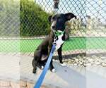 Small #13 Labrador Retriever Mix