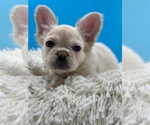 French Bulldog Dog for Adoption in BAITING HOLLOW, New York USA