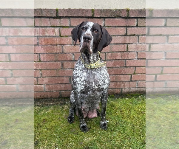 Medium Photo #1 German Shorthaired Lab Puppy For Sale in TACOMA, WA, USA