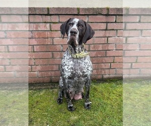 Mother of the German Shorthaired Lab puppies born on 06/19/2026
