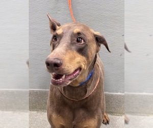 Doberman Pinscher-Unknown Mix Dogs for adoption in Las Vegas, NV, USA