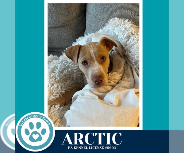 Medium Photo #9 Labrador Retriever-Unknown Mix Puppy For Sale in Kimberton, PA, USA