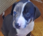 Small Photo #4 Catahoula Leopard Dog Puppy For Sale in WADDY, KY, USA
