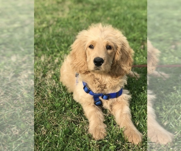Medium Photo #6 Goldendoodle Puppy For Sale in BOWLING GREEN, KY, USA