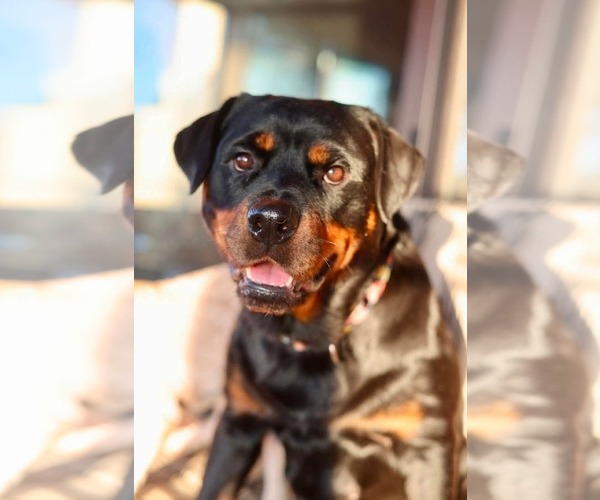 Medium Photo #2 Rottweiler Puppy For Sale in Duluth, MN, USA
