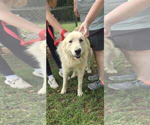 Great Pyrenees Dogs for adoption in Rustburg, VA, USA