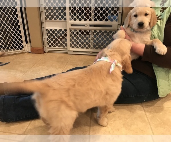 Medium Photo #28 Golden Retriever Puppy For Sale in WEBSTER CITY, IA, USA