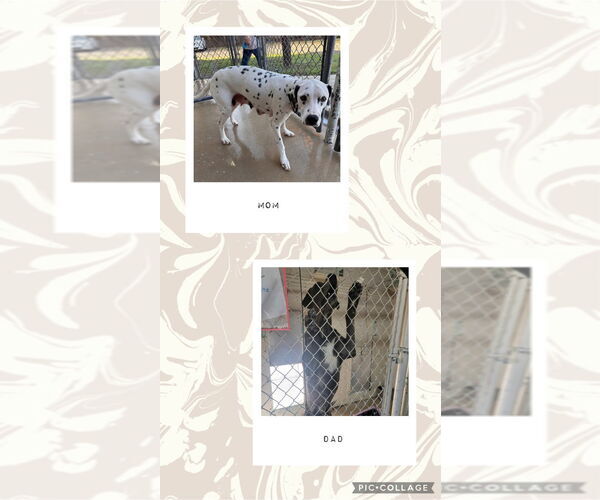 Medium Photo #4 Dalmatian-Great Dane Mix Puppy For Sale in Bullard, TX, USA