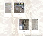 Small #3 Dalmatian-Great Dane Mix
