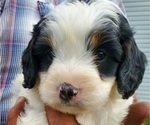 Small #3 Bernedoodle (Miniature)