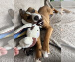Small #1 Mutt