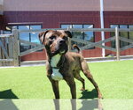 Small #2 Mutt