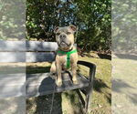 Small #10 American Staffordshire Terrier