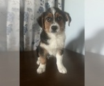 Small #15 Aussie-Corgi