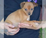 Small #1 Italian Greyhuahua