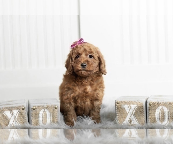 Medium Photo #8 Poodle (Toy) Puppy For Sale in WARSAW, IN, USA