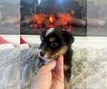Small Photo #31 Miniature Australian Shepherd Puppy For Sale in QUINCY, CA, USA