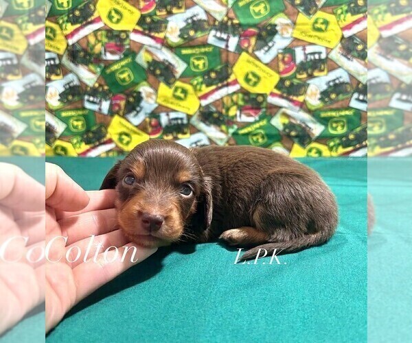 Medium Photo #1 Dachshund Puppy For Sale in WINNSBORO, LA, USA
