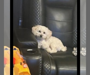 Father of the Poovanese puppies born on 04/19/2025