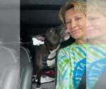 Small #5 American Pit Bull Terrier Mix