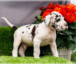 Small Photo #28 Great Dane Puppy For Sale in WAKARUSA, IN, USA