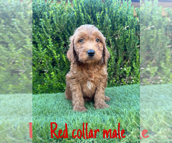 Medium Photo #1 Goldendoodle (Miniature) Puppy For Sale in BAKERSFIELD, CA, USA