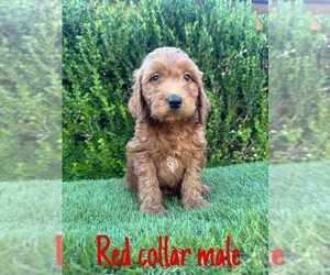 Goldendoodle (Miniature) Puppy for sale in BAKERSFIELD, CA, USA