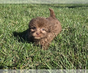 ShihPoo Puppy for sale in CARLYLE, IL, USA