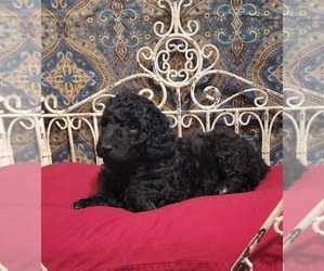 Poodle (Standard) Puppy for sale in WEBSTER, MN, USA