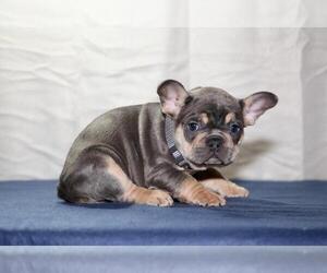 Puppies For Sale Near Mays Landing New Jersey Usa Page 1 10 Per Page Puppyfinder Com