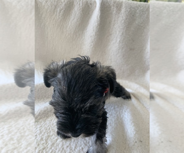Medium Photo #2 Schnauzer (Miniature) Puppy For Sale in EDMOND, OK, USA